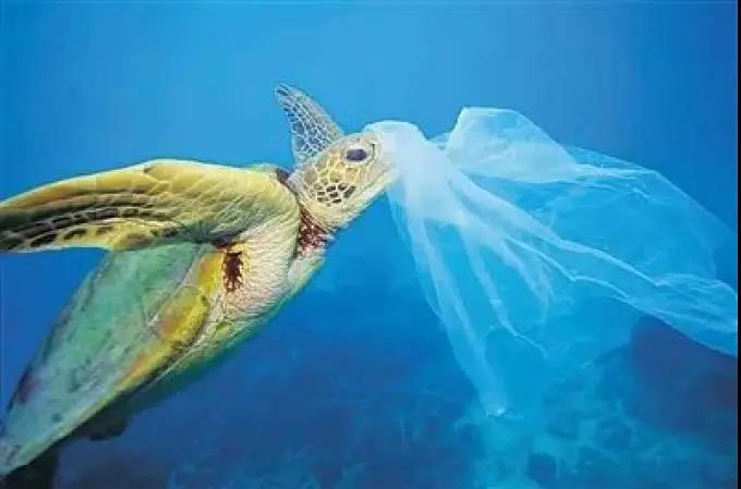 紀(jì)錄片《塑料海洋》揭露塑料垃圾帶給海洋的災(zāi)難。